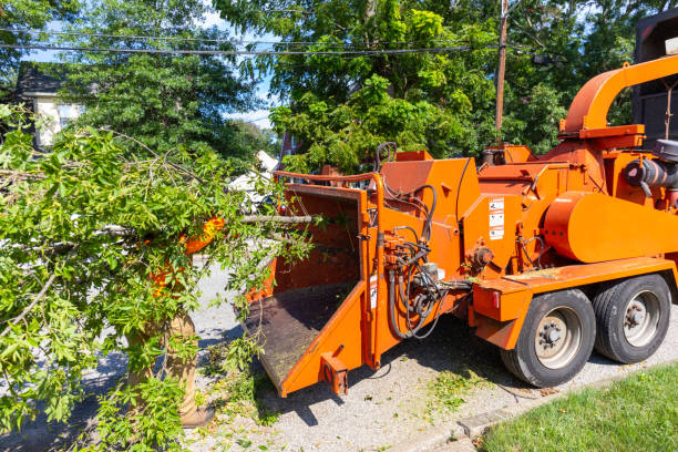 The Steps Involved in Our Tree Care Process in Sunland Park, NM